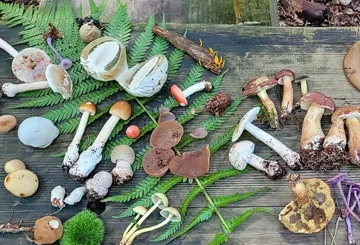 Verschiedene Pilze auf Holztisch im Freien angeordnet.