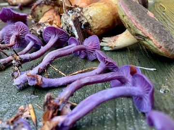Purple mushrooms lying on wooden surface.