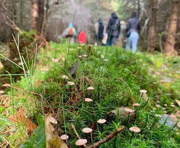 Pilze auf Waldboden, Menschen gehen dahinter.