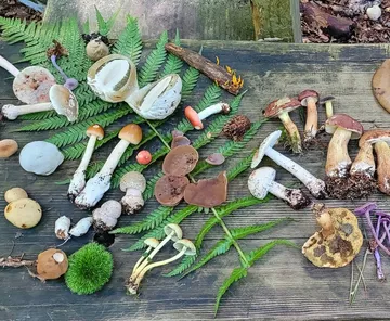 Various mushrooms displayed on wooden table.