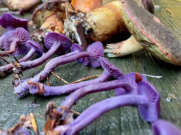 Purple and brown mushrooms on wooden surface.