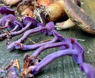 Lila Pilze auf einer Holzfläche im Freien.