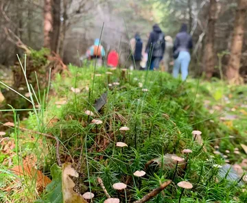 Kleine Pilze wachsen auf Moos, Menschen gehen im Wald.