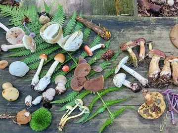 Verschiedene Pilze auf Holztisch ausgelegt.