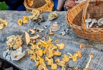 Pilze und Körbe auf Holztisch im Freien.