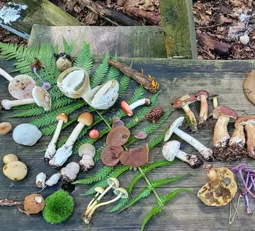 Verschiedene Pilze auf Holzoberfläche im Freien.