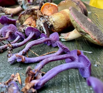 Colorful mushrooms arranged on a wooden surface.