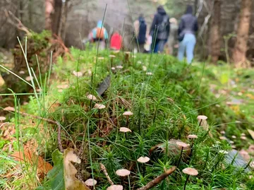 Pilze wachsen auf Moos, Menschen spazieren.