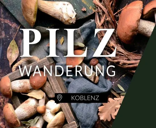 Essbare Pilze bestimmen in Koblenz