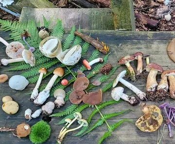 Various mushrooms displayed on wooden surface.