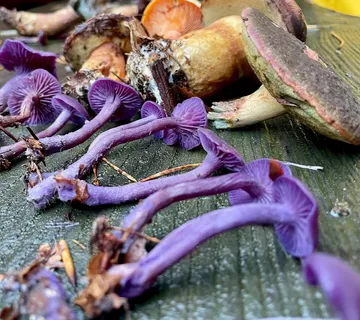 Purple mushrooms on a wooden surface outside.