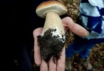Hand hält Pilz mit Erde, im Freien.