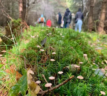 Pilze wachsen auf Waldboden, Menschen gehen dahinter.