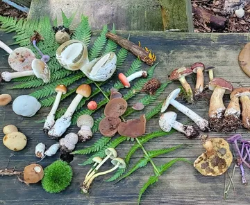 Verschiedene Pilze auf Holzoberfläche ausgestellt.