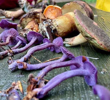 Bunte Pilze auf Waldboden verteilt.