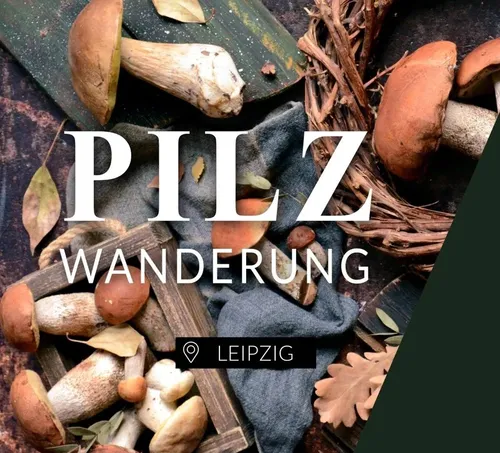 Pilze in rustikaler Umgebung präsentiert.