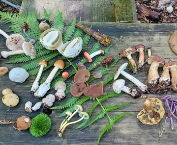 Verschiedene Pilze auf Holzoberfläche ausgestellt.