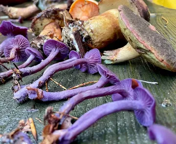 Purple mushrooms resting on wooden surface.