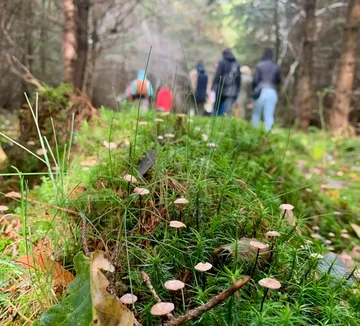Pilze auf Waldboden, Menschen spazieren.
