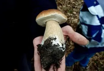 Mushroom held in hand, forest floor