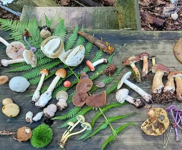 Mushrooms displayed on wooden surface outdoors.
