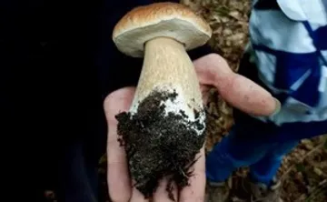 Pilz in Hand im Wald gehalten