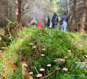 Mushrooms growing on forest floor with hikers.