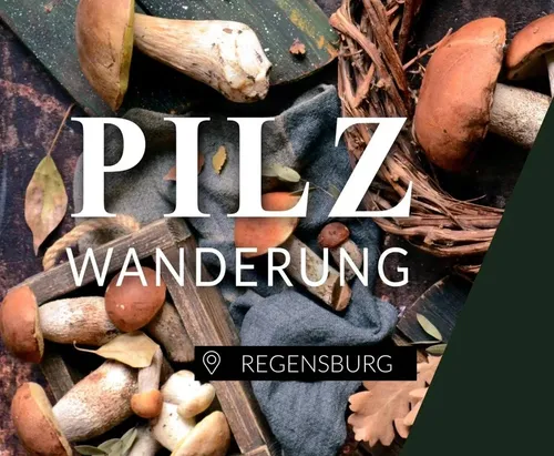 Essbare Pilze bestimmen in Regensburg
