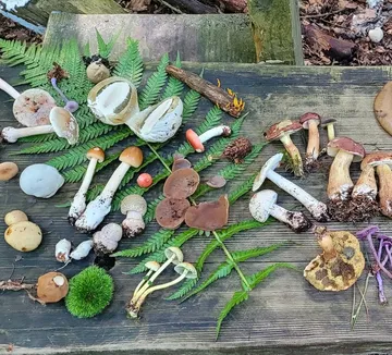 Pilze auf Holzoberfläche mit Farnen.