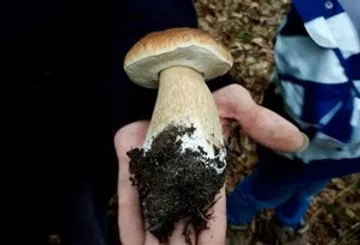 Hand holding mushroom outdoors on forest ground.