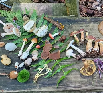 Verschiedene Pilze auf Holzoberfläche im Freien angeordnet.