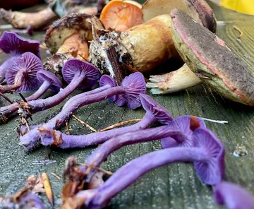 Purple and brown mushrooms on wooden surface.