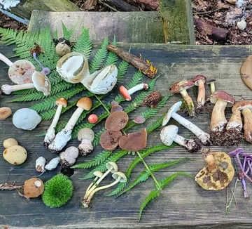 Various mushrooms displayed on wooden surface.