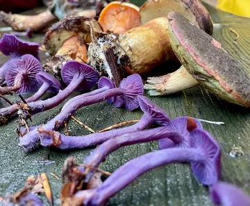 Various mushrooms displayed on a wooden surface.