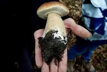 Mushroom held in hand, outdoors setting.