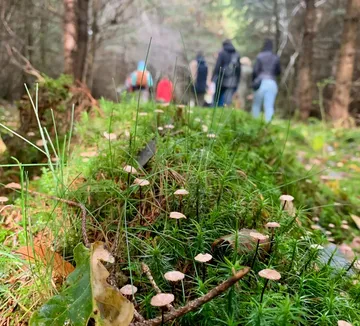 Pilze wachsen auf moosigem Waldboden