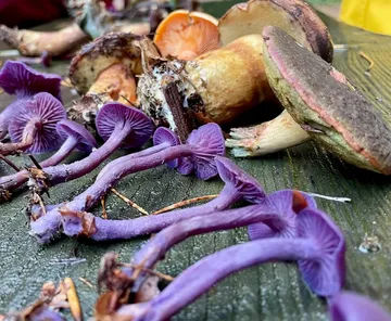 Lila und braune Pilze auf Holztisch.