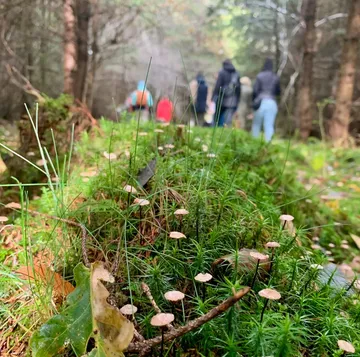 Pilze wachsen auf Waldboden, Menschen gehen.
