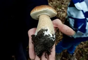 Hand hält großen Pilz im Freien.