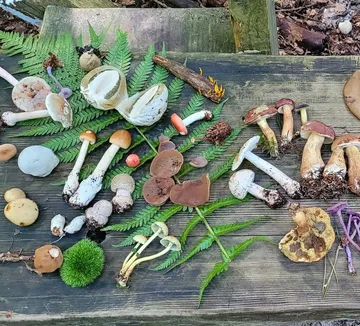Verschiedene Pilze auf Holztisch im Freien.