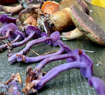 Lila Pilze liegen auf einer Holzfläche.