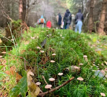 Pilze im Wald, Menschen im Hintergrund.