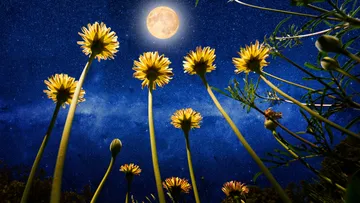 Löwenzahn blüht unter Vollmond bei Nacht.