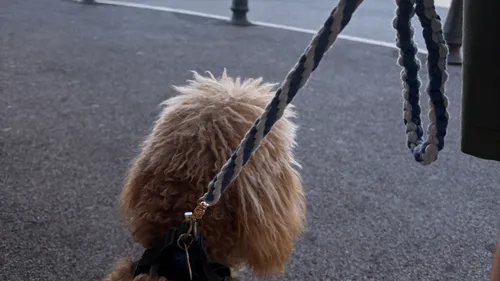 Dog on leash walking on sidewalk.