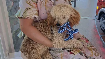 Woman holding curly-haired dog on lap.