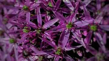 Lila Blumen in Nahaufnahme.