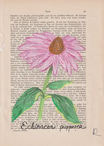 Rosa Blume auf alter Buchseite gezeichnet.