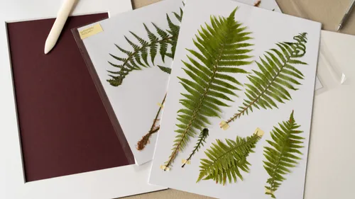 Botanisches Kunstwerk mit gepressten Pflanzen in München