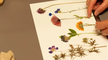 Gepresste Blumen auf weißem Papier angeordnet.
