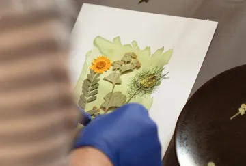 Person arrangiert gepresste Blumen auf Papier.